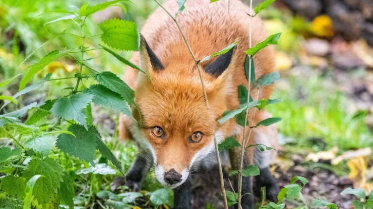 Close-up of a Fox in Grass