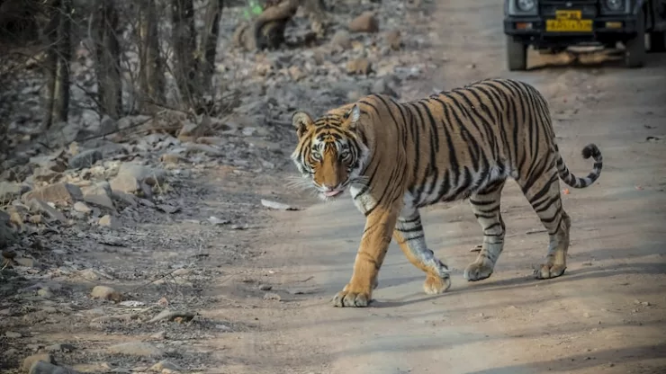 India: Exploring the Wildlife Sanctuaries