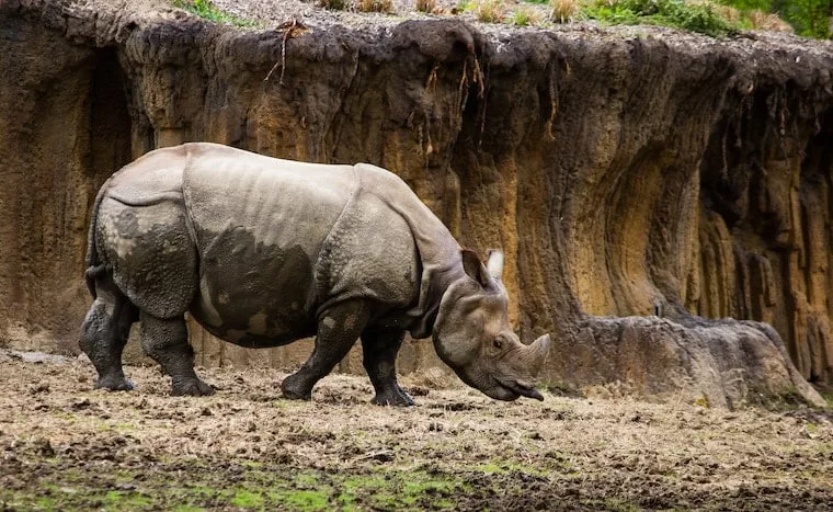 Unforgettable Wildlife Encounters At Henry Doorly Zoo - Metro Wilds