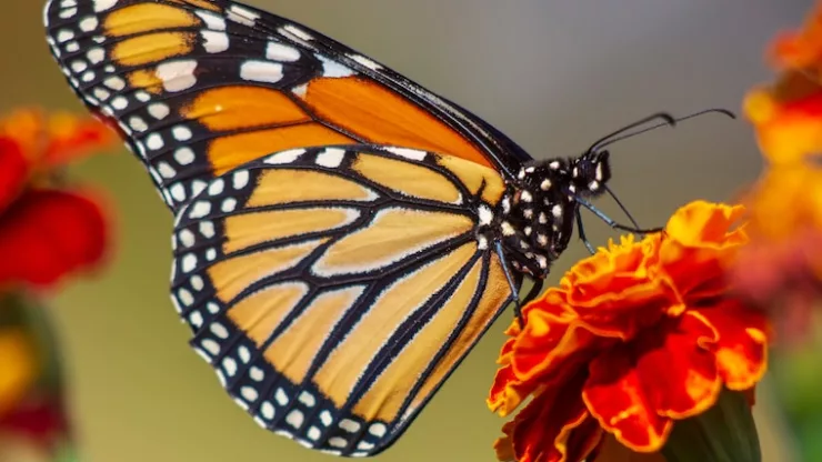 How to Attract Butterflies and Bees to Your Urban Garden