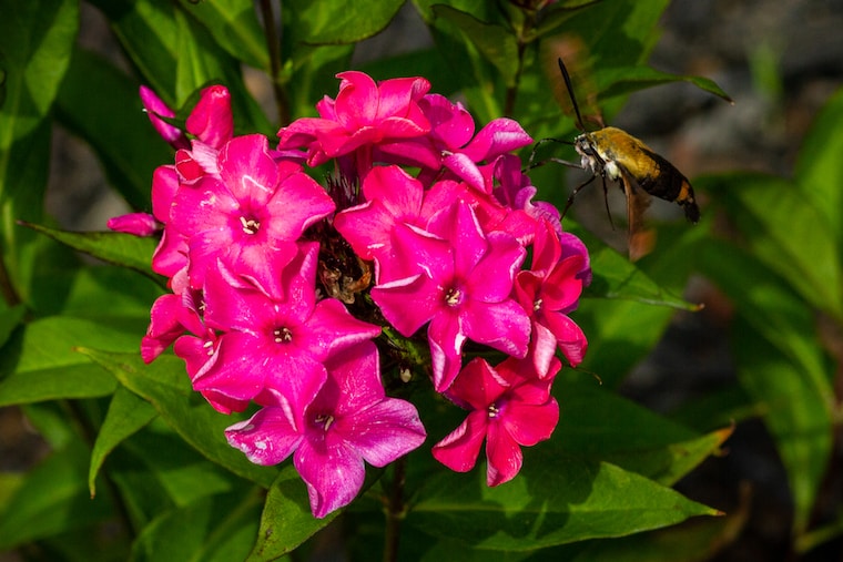 How To Build And Maintain An Urban Wildlife Habitat In Your Backyard ...