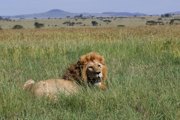 Serengeti Plains A Tanzanian Wildlife Encounter Metro Wilds   Serengeti Plains Jpg.webp