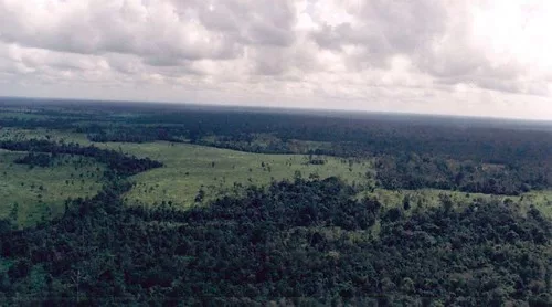 sumatra rainforest jpg