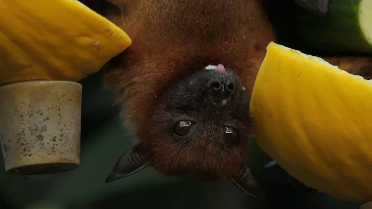 Urban Bat Habitats: Encouraging Nighttime Pollinators