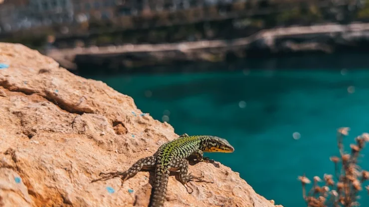 a lizard sitting on a rock next to a body of water