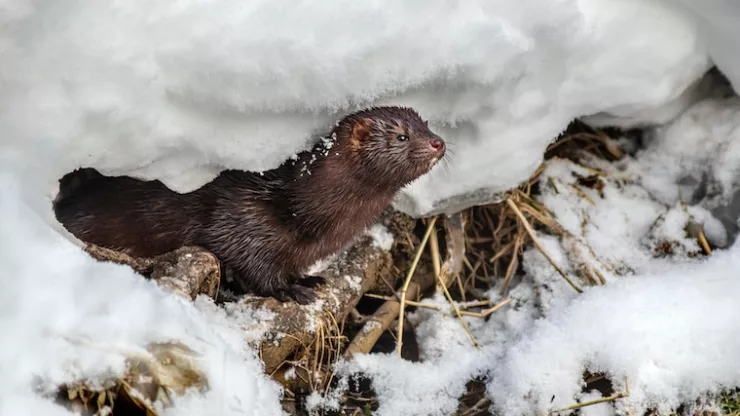 a small animal is standing in the snow