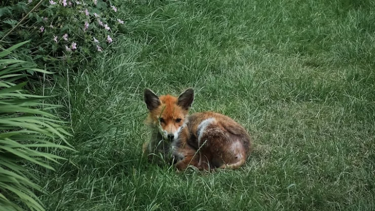 orange fox on grass
