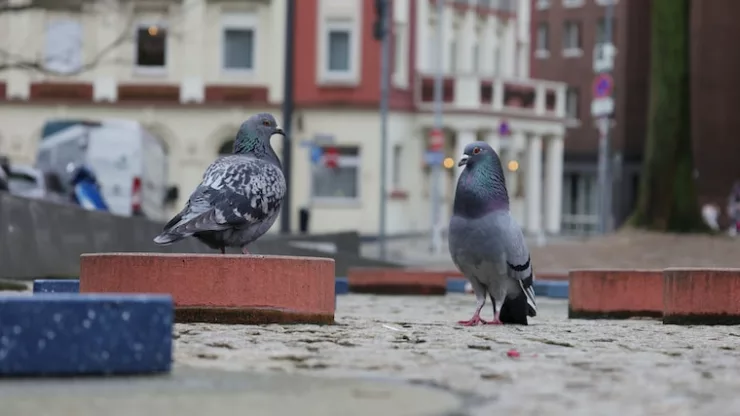 a couple of birds that are standing on some bricks