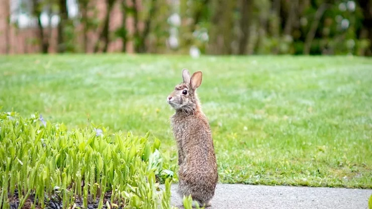 a rabbit standing on grass