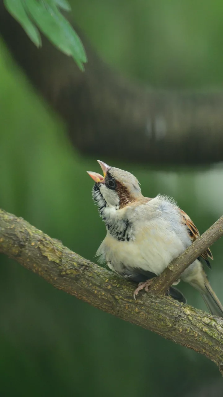 Urban Wildlife Rehabilitation: Helping Injured Animals in the City