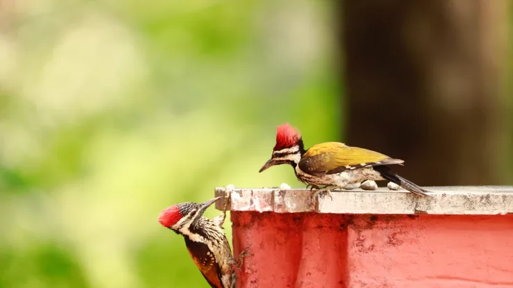 urban woodpeckers