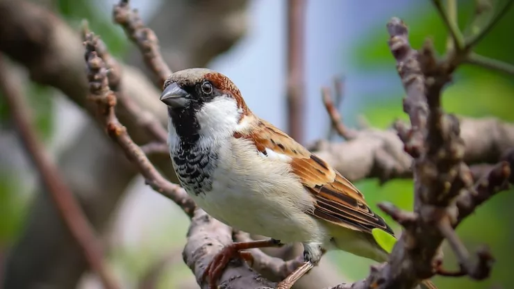 What Do Sparrows Eat