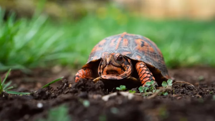 orange and black tortoise on ground