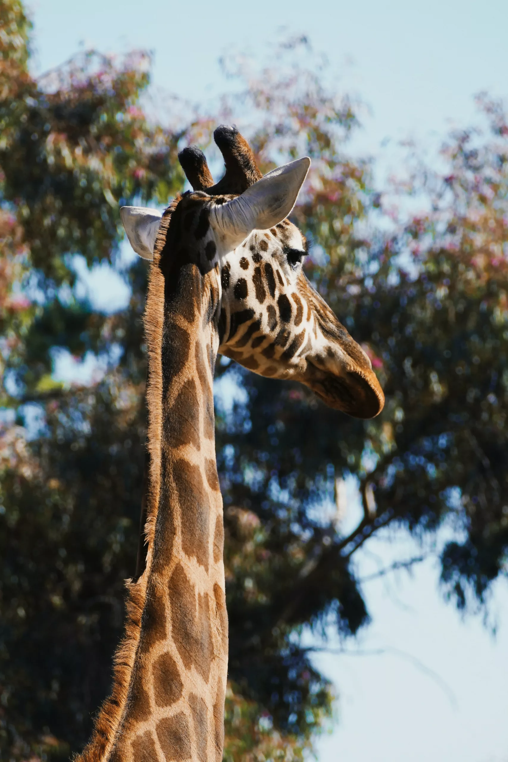 A Visit to the Adelaide Zoo: A Wildlife Experience