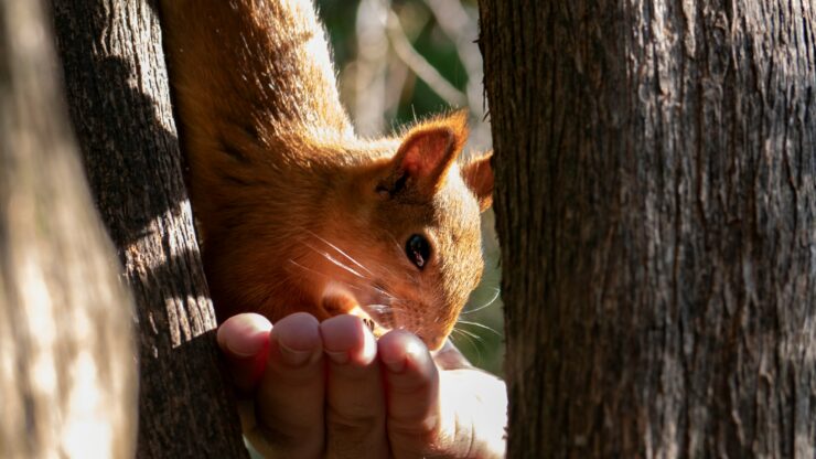 urban squirrels